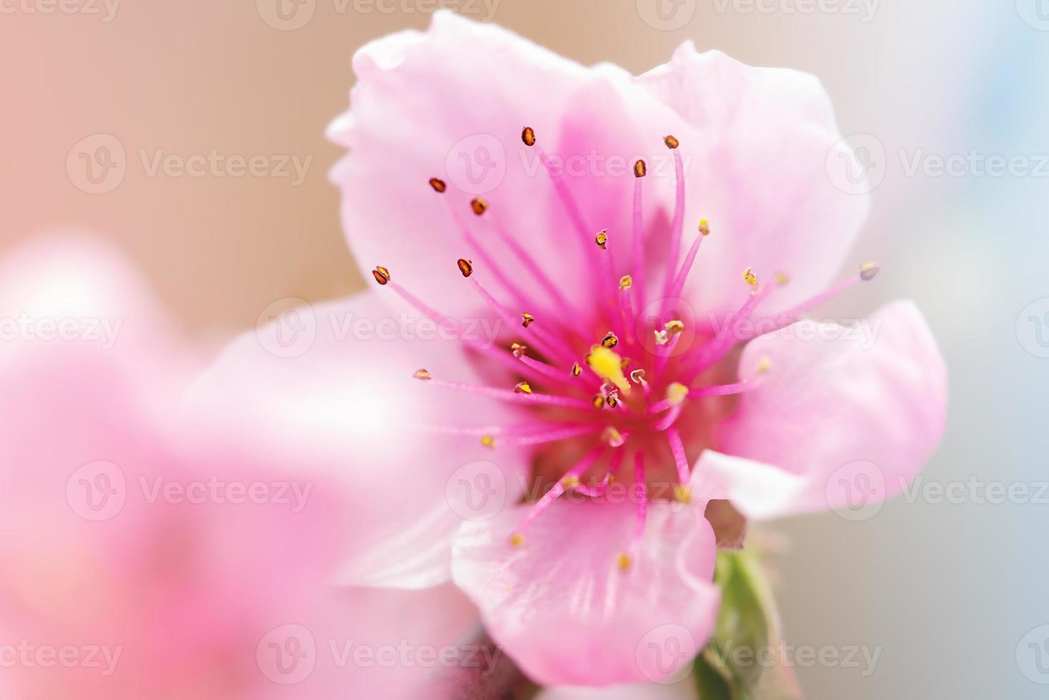 Peach tree blooms. Pink flowers on a flowering tree. photo