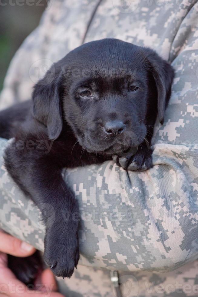 cachorro labrador retriever de color negro en las manos. enfoque suave. foto