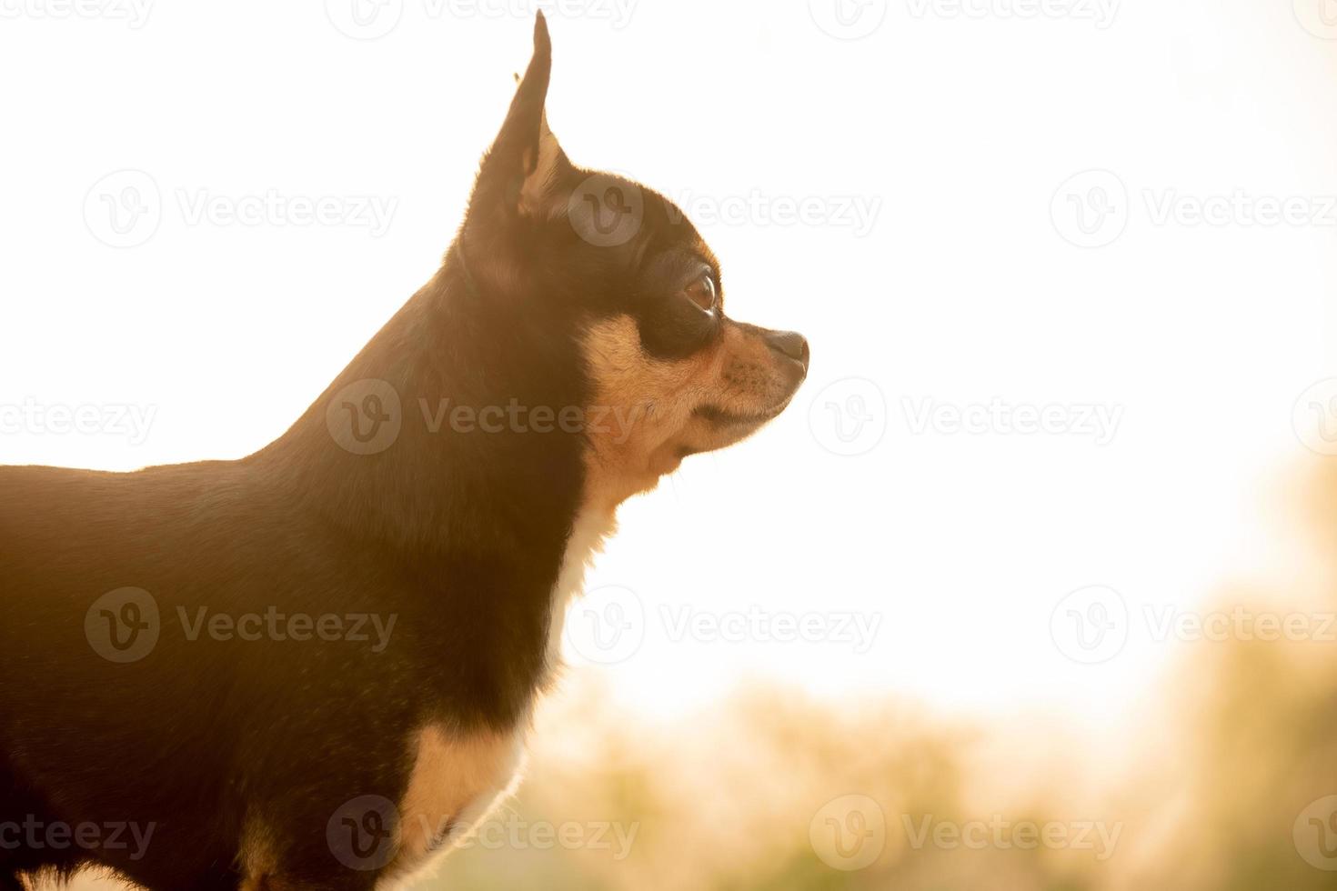 Black and brown dog in nature. Chihuahua dog in profile on a sunset background. photo