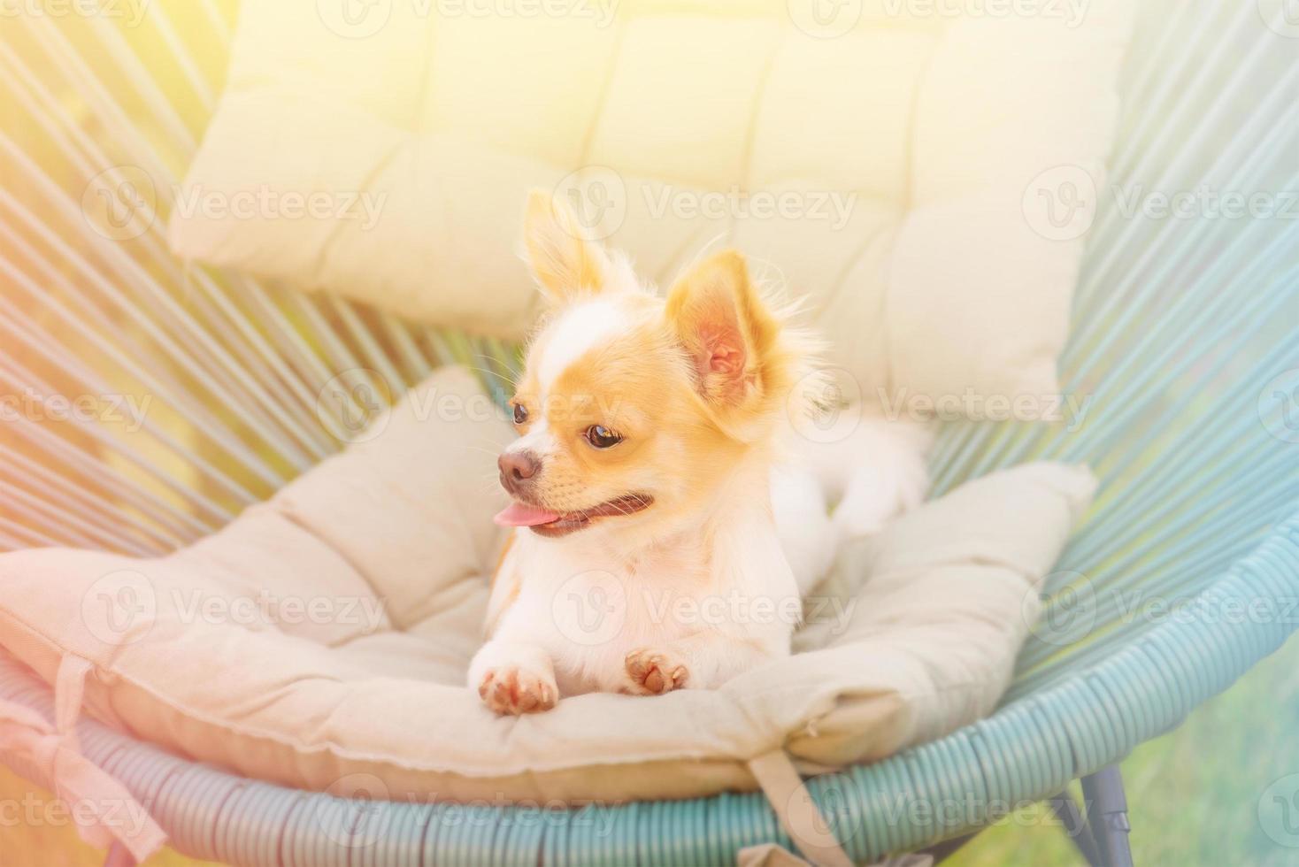 cachorro chihuahua blanco en un sillón. perro, mascota. cachorro en un día soleado. foto