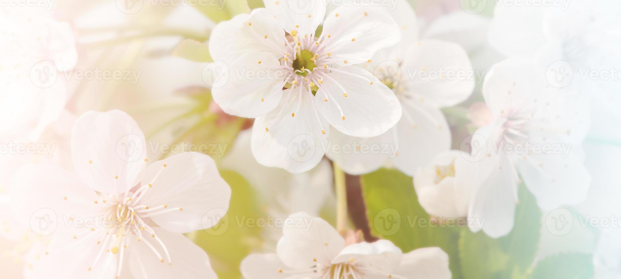 Spring flowering trees in the garden close-up photo. Close-up of a flower. photo