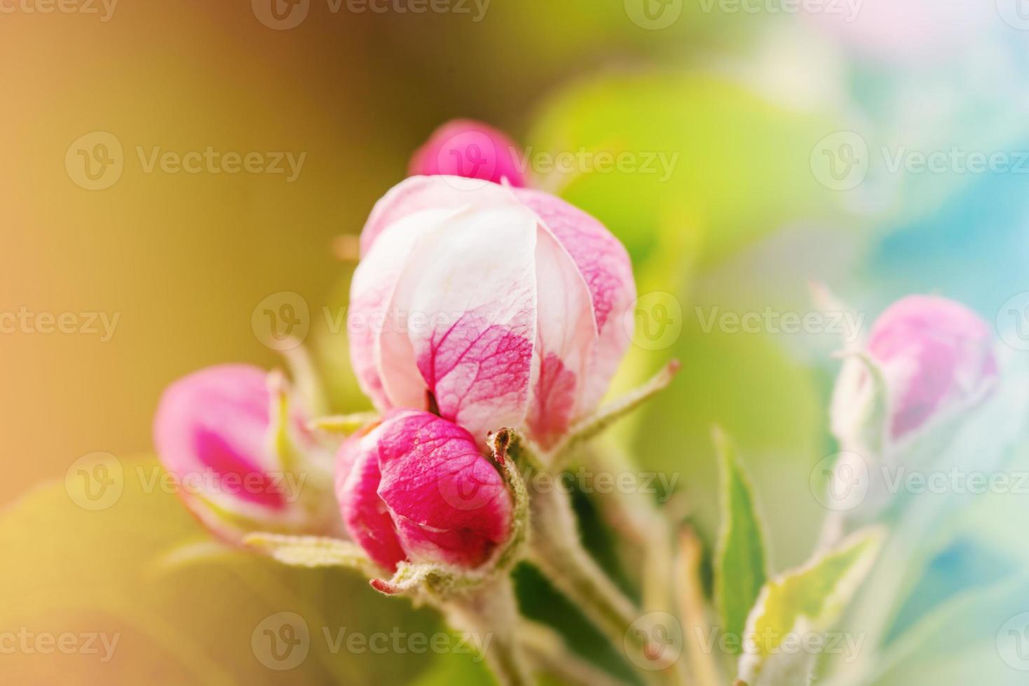 Spring flowering trees in the garden close-up photo. Close-up of a flower. photo