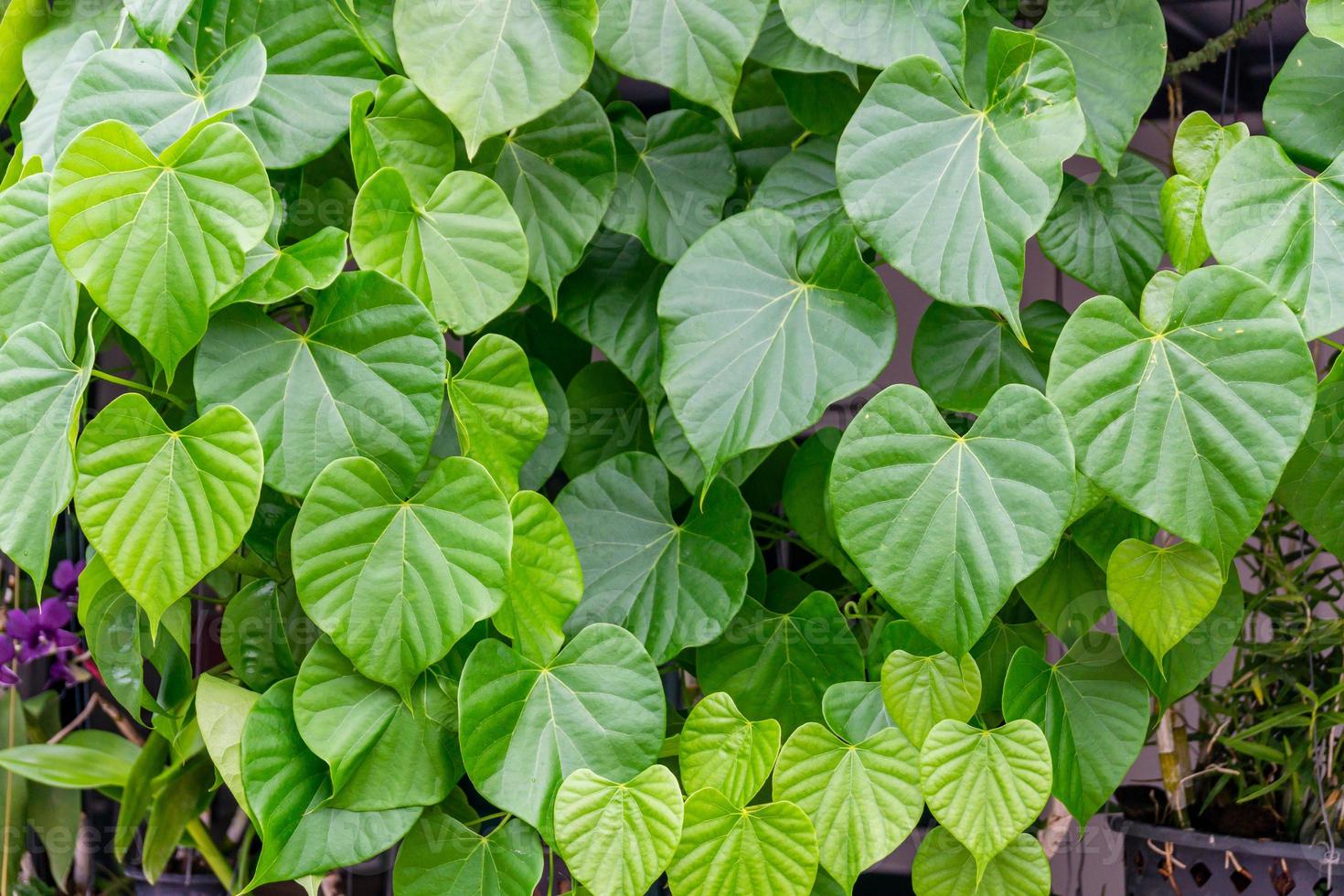 Tinospora cordifolia local name guduchi, and giloy, is an herbaceous vine of the family Menispermaceae indigenous to the tropical areas of India use as Ayurveda medicine photo