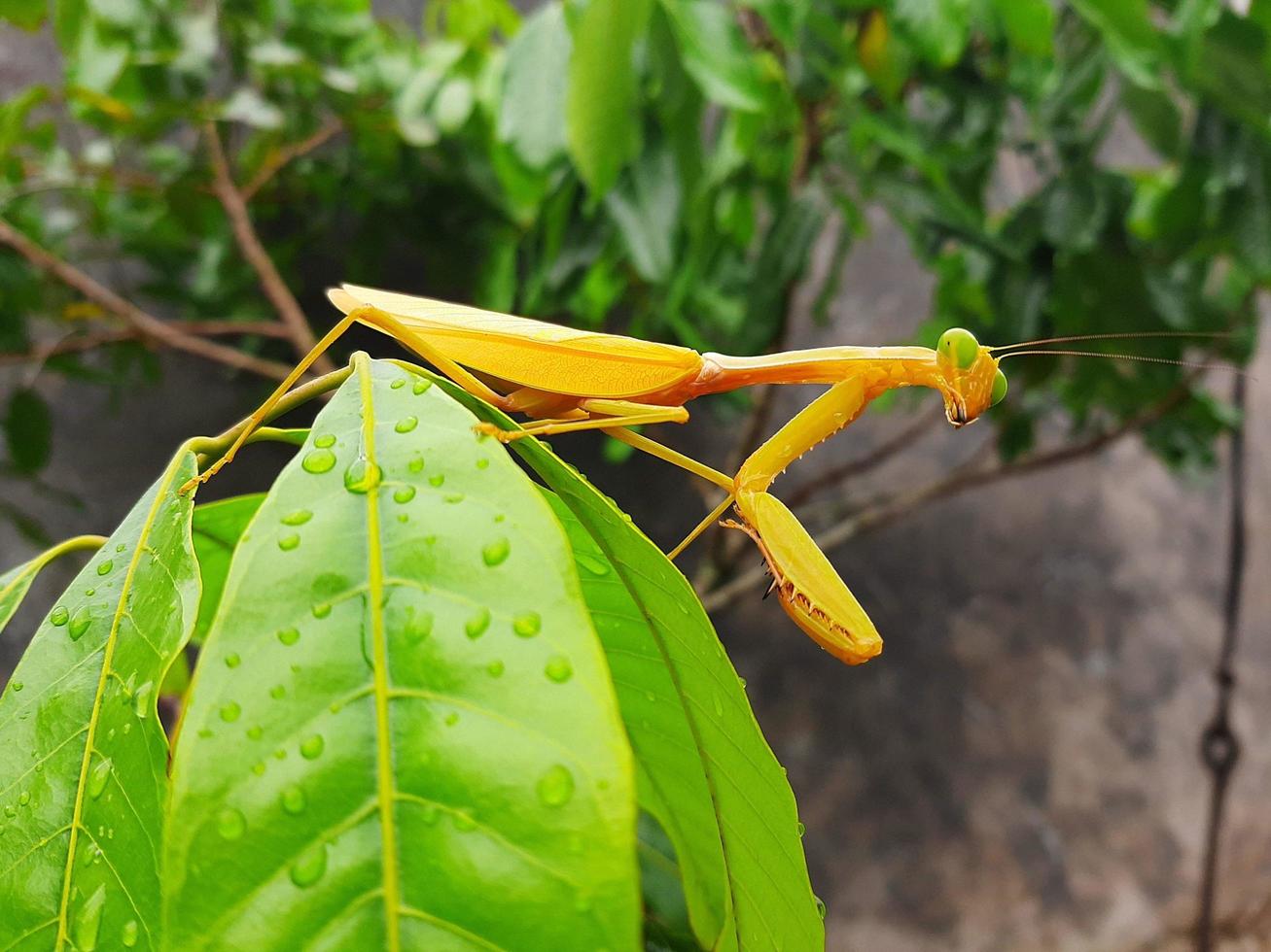 praying mantis on a leaf photo