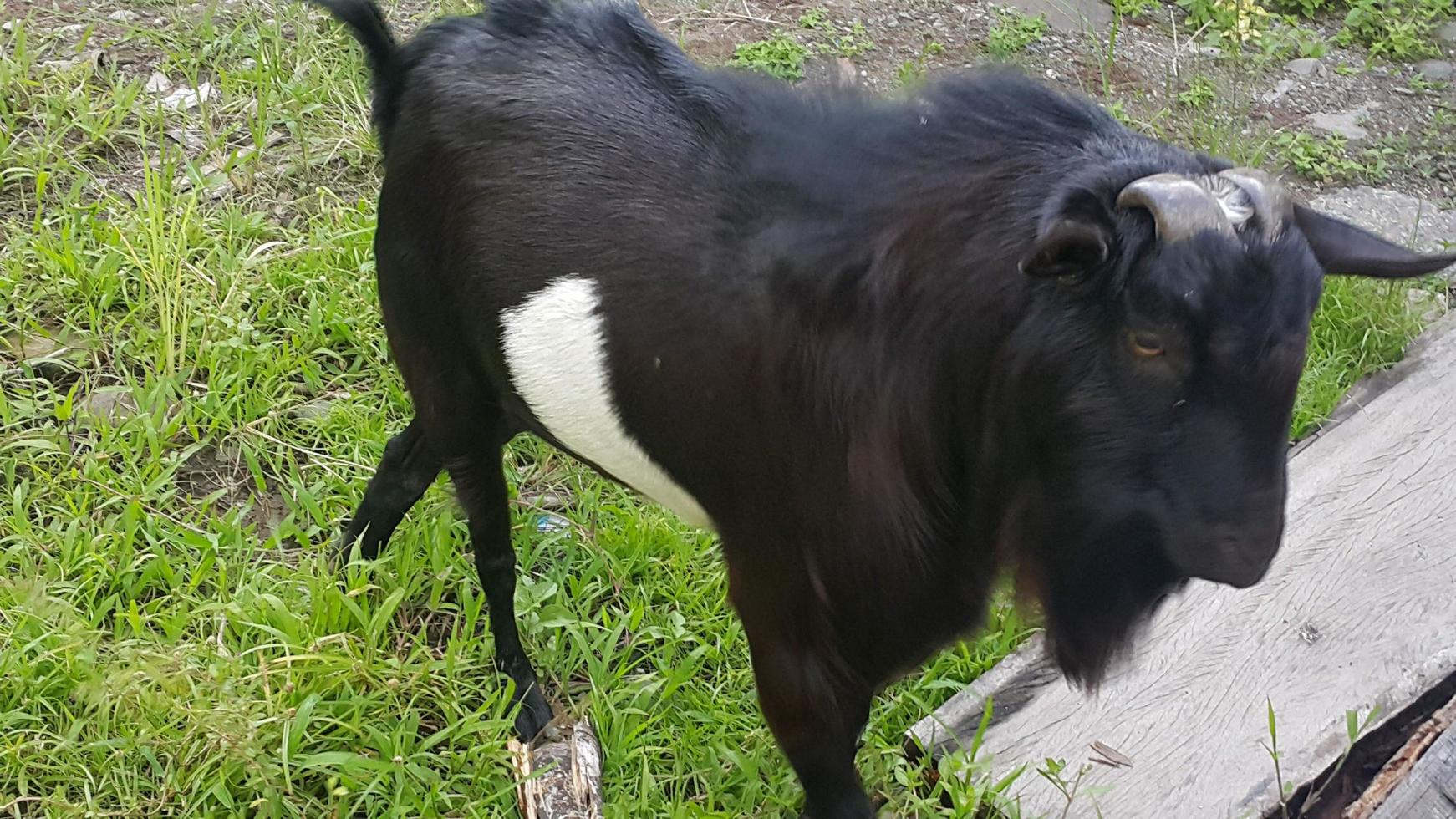 cabra negra con cuernos foto