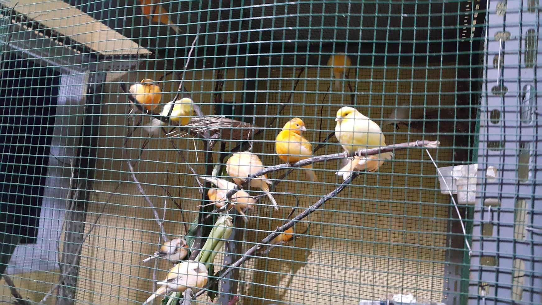 canary bird relaxing photo