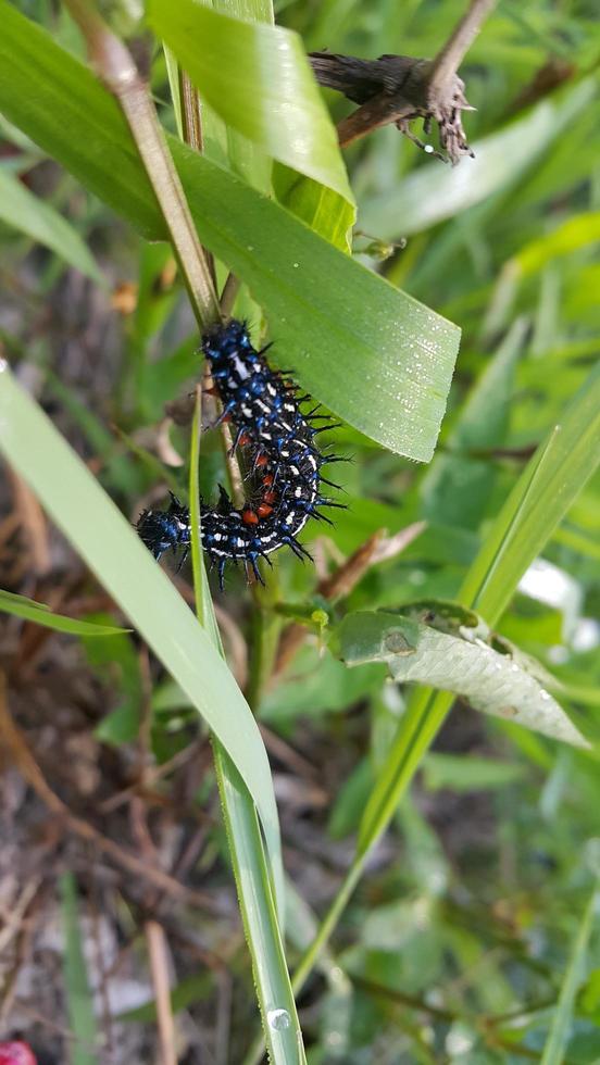 Caterpillars in the leaves photo