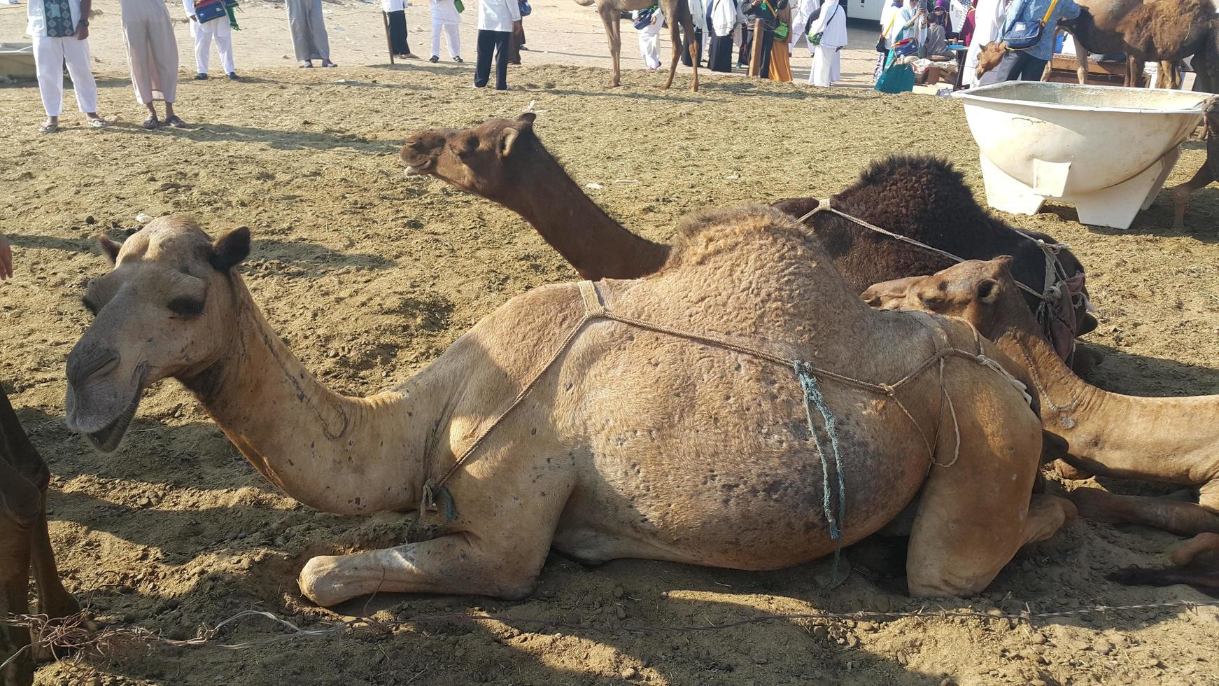 camel in the desert photo