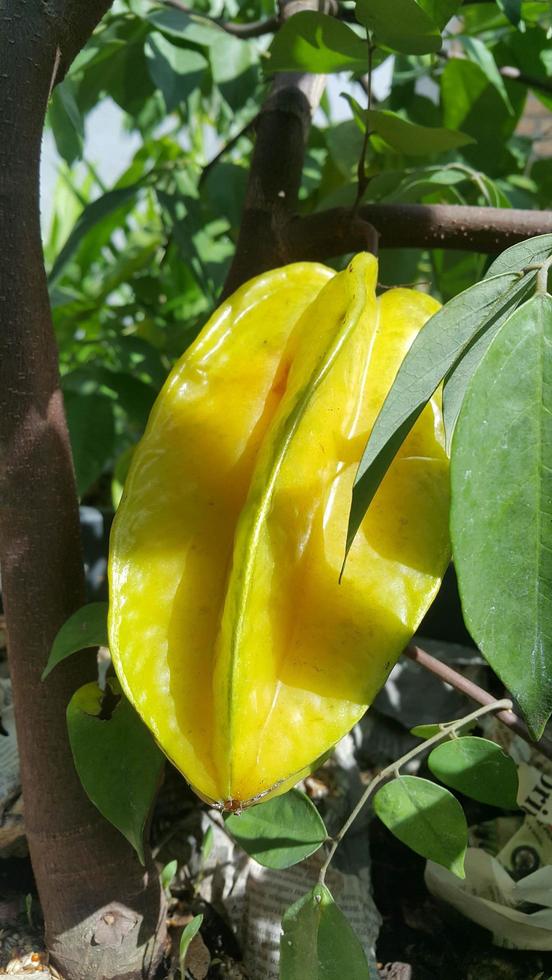 ripe star fruit photo