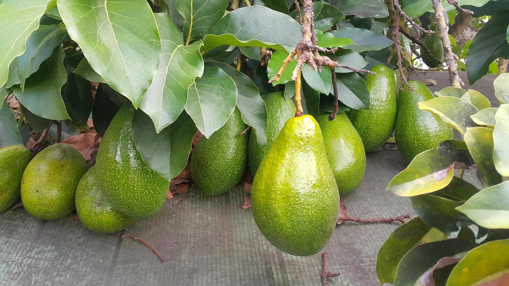 aguacate en el techo listo para cosechar foto