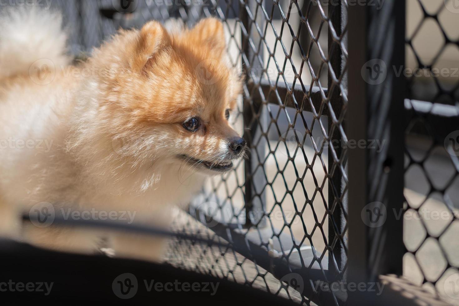 Pomeranian dog standing at the door and wants to go outside. A dog in front of a front door with a sad expression waiting for the arrival her owner to come home photo