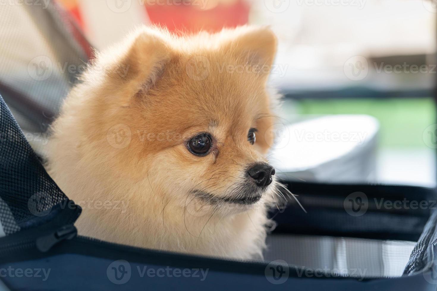 Close up tracking Cute Little Pomeranian Dog in pet stroller walk in a city park, take the pet on a trip on Sunny Summer Day. photo