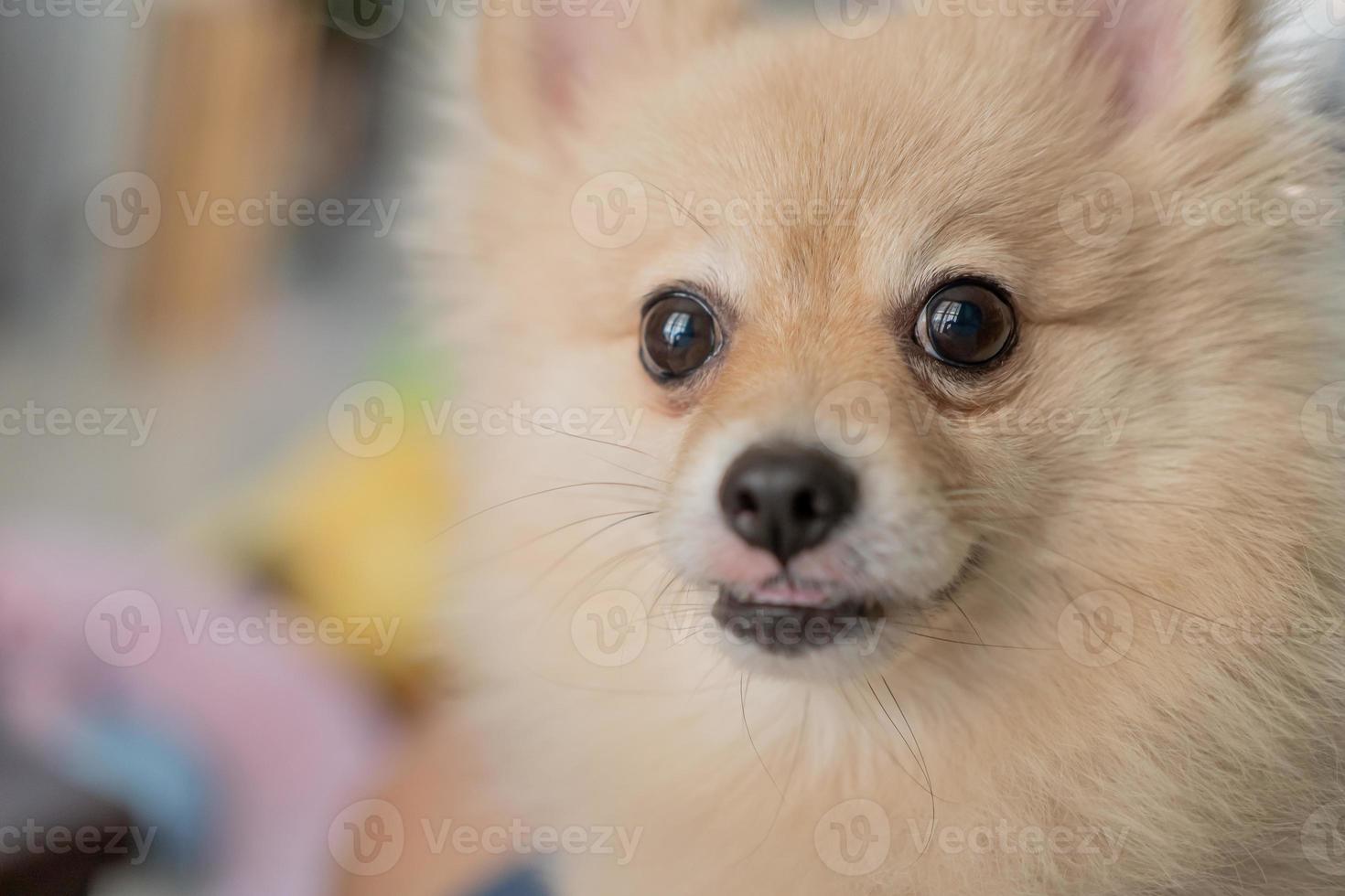 perro pomeraniano parado en la puerta y quiere salir. un perro frente a la puerta principal con una expresión triste esperando la llegada de su dueño para volver a casa foto