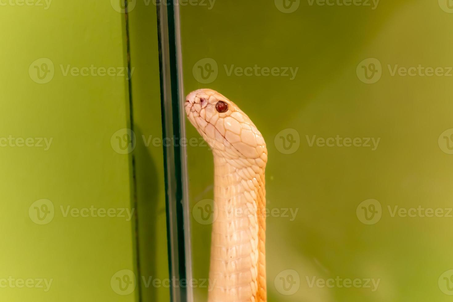 primer plano de una serpiente amarilla sobre el fondo verde. sol matutino. serpiente a la sombra del árbol. serpiente con escamas grises en el suelo del bosque. escena de la vida silvestre de la naturaleza foto