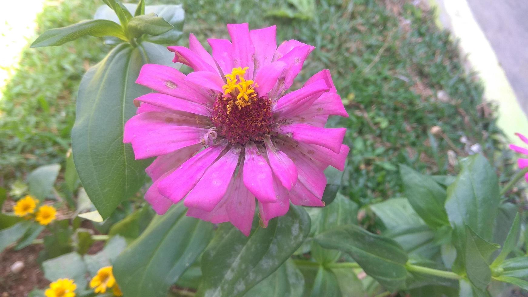pink wild flower photo