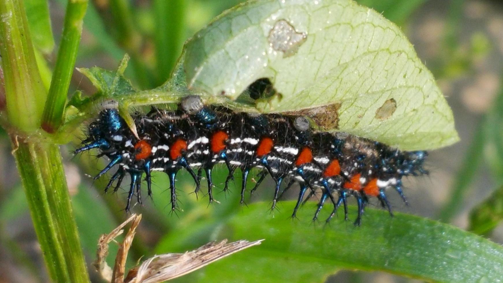 Catterpillar Eat Leaf photo