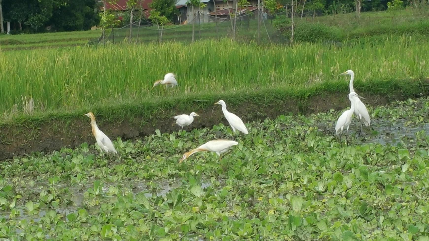 cranes looking for food in the fields photo