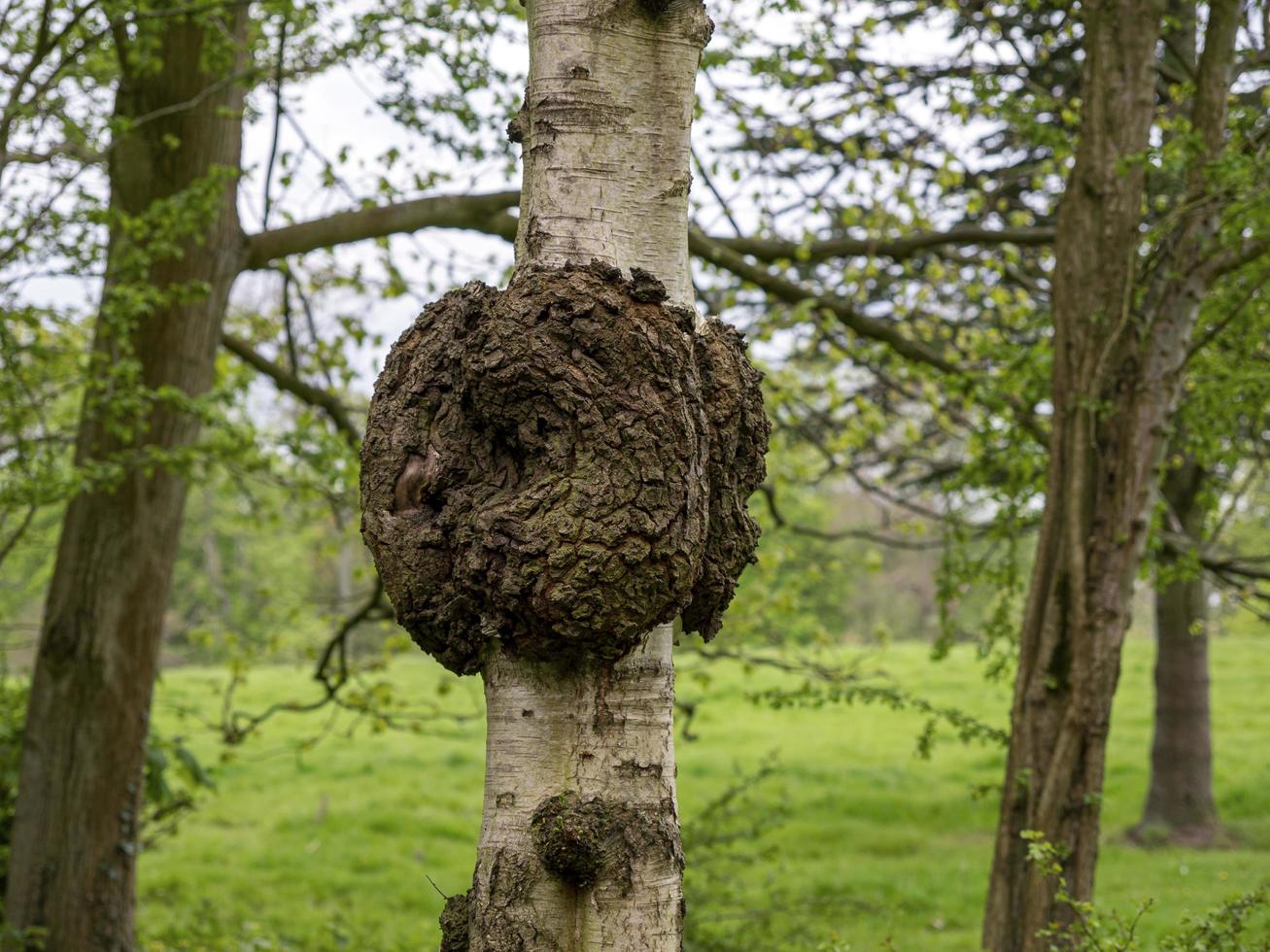 Large burr on a silver birch tree trunk photo