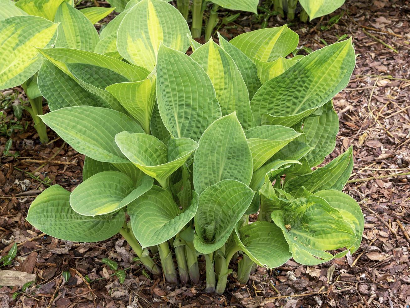 Hosta plantain lily plant, variety Pauls Glory, in spring photo
