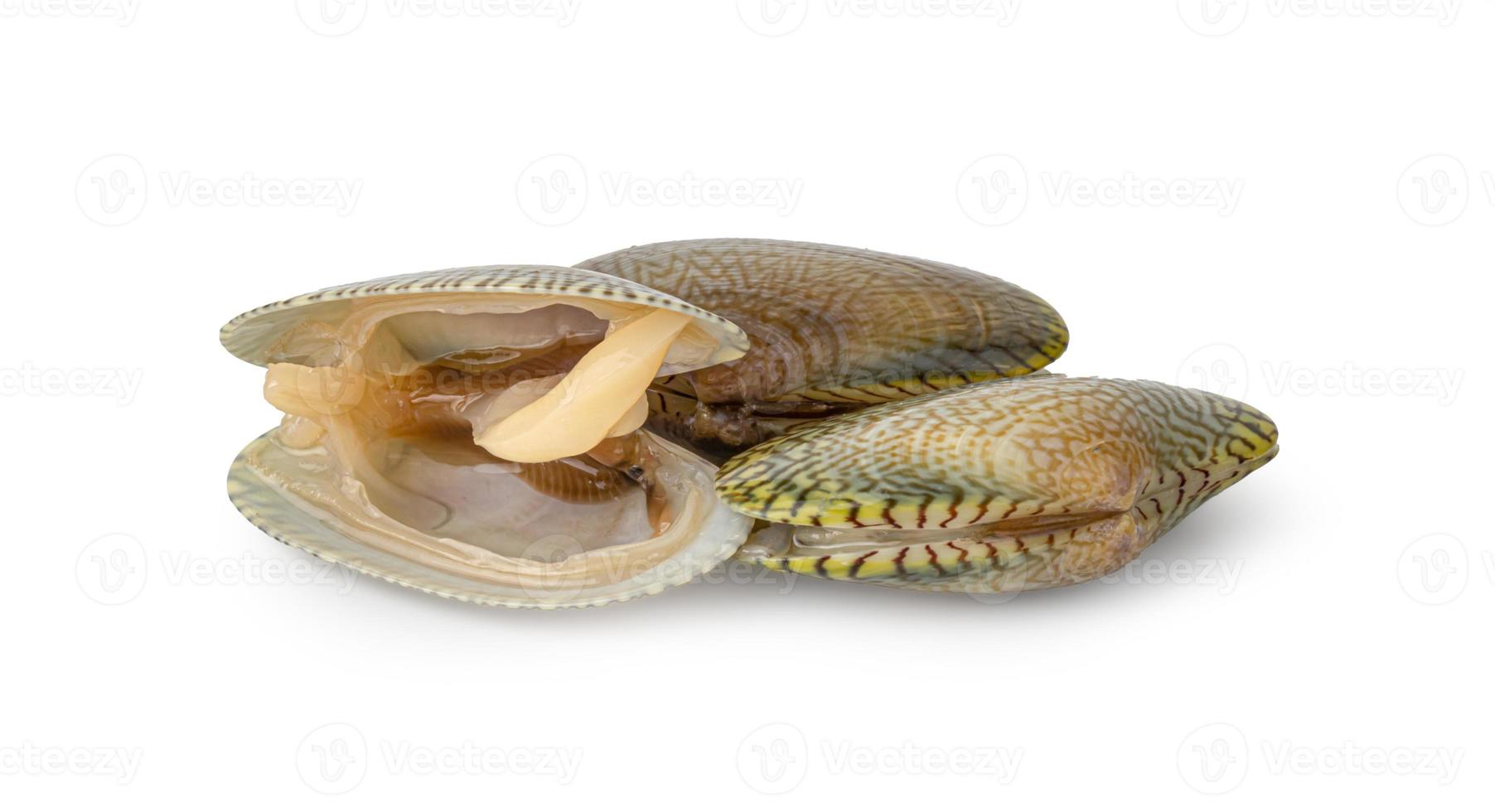 Stacked fresh raw clams on white background, Surf clam, Short necked clam, Carpet clam,Venus shell fresh clam for cooking food. photo