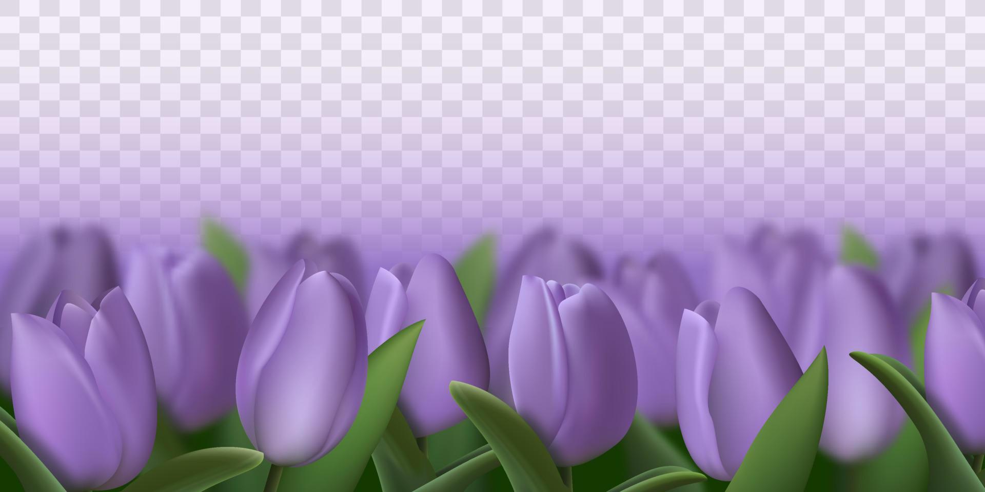 Realistic purple tulips. Vector illustration