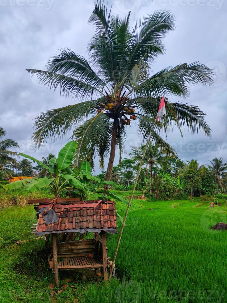 A small building in the rice, a place for farmer rest in indonesia photo