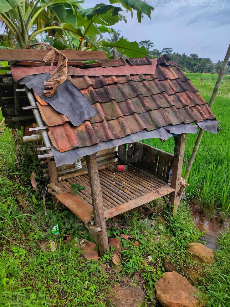 A small building in the rice, a place for farmer rest in indonesia photo