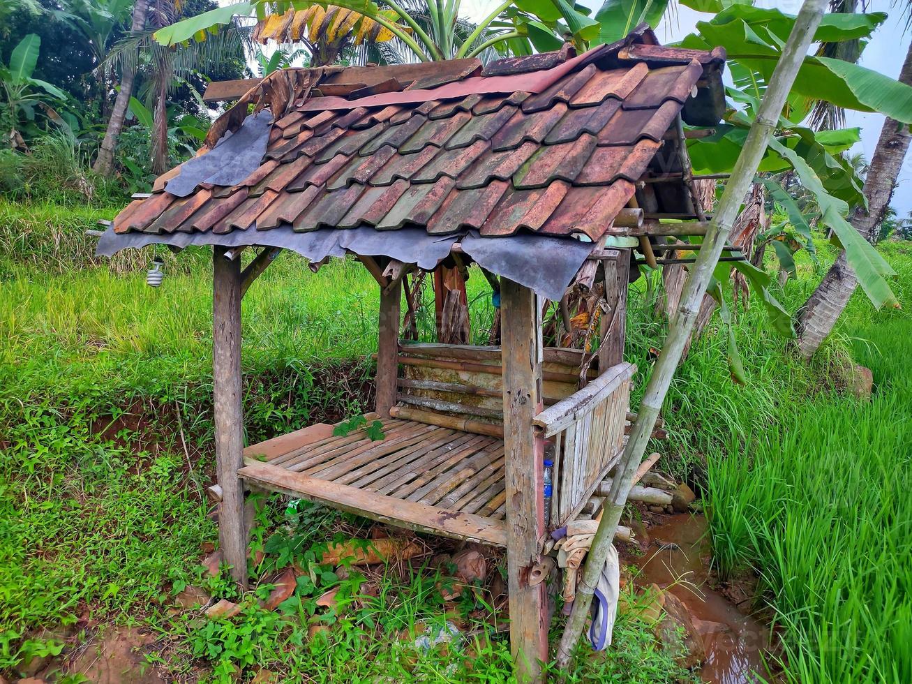 A small building in the rice, a place for farmer rest in indonesia photo