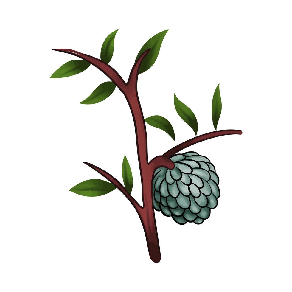 vector illustration of tropical fruit known as custard apple