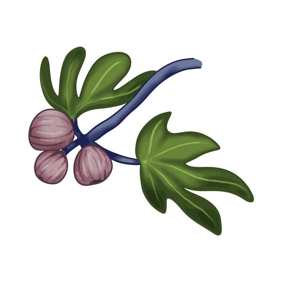 ficus carica fig fruta con hojas ilustración vectorial aislado vector