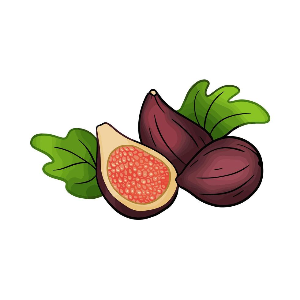 ficus carica fig fruta con hojas ilustración vectorial aislado vector