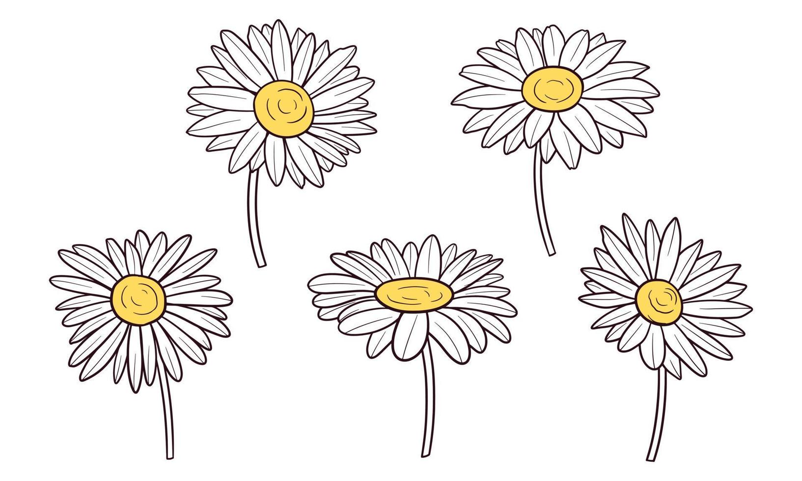 set of hand drawn daisy flowers vector