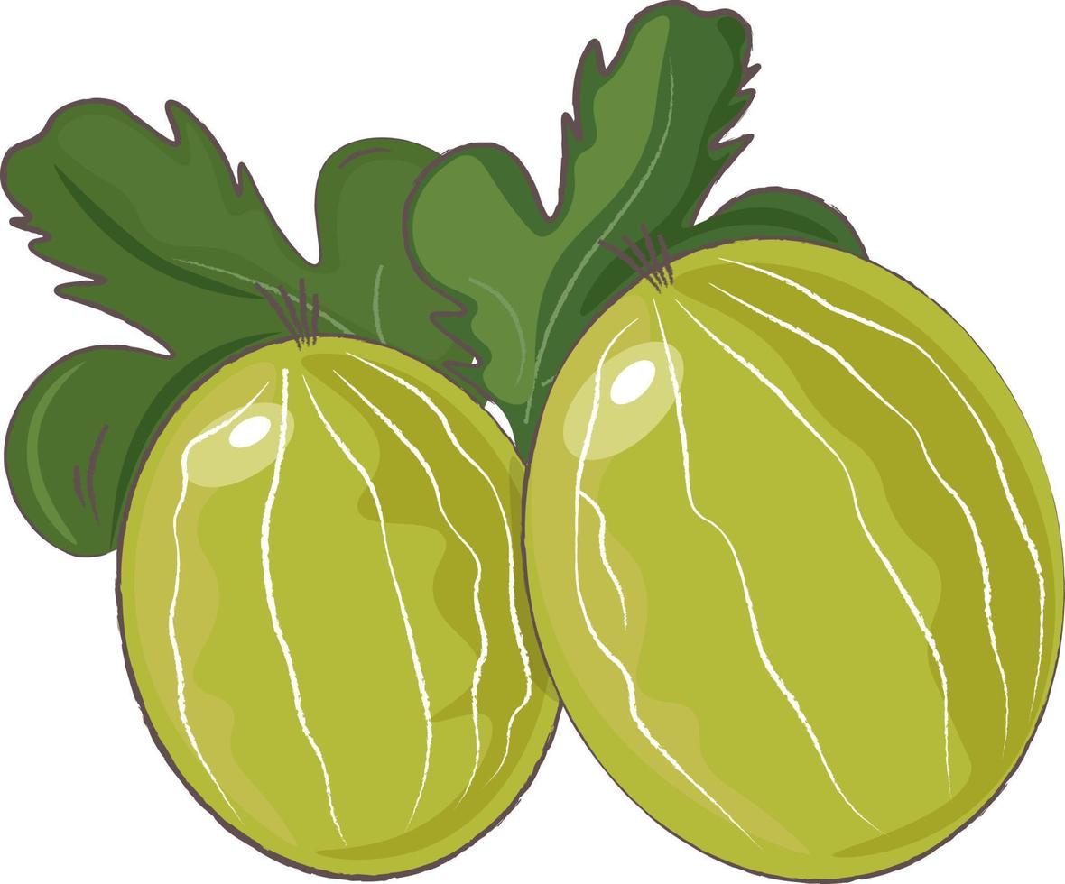 gooseberries with leaves vector