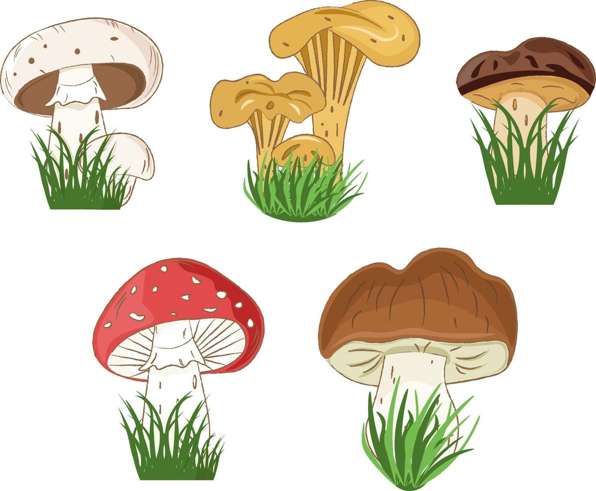 set of various mushrooms in the grass vector