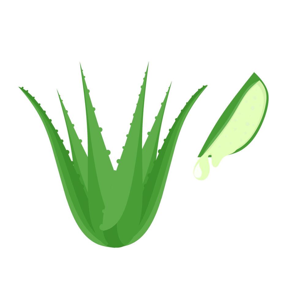 Vector graphic illustration of aloe vera plant. Slice of aloe vera with water dripping on a white background. Great for health product logos.