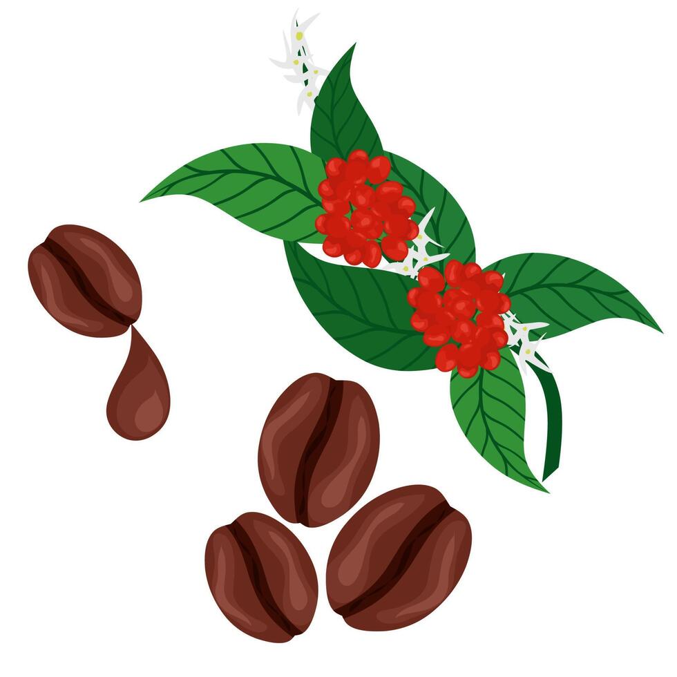 Vector illustration of coffee beans and coffee plant branch. Dried Arabica coffee with flowers and fruit ready for harvest. On a white background. Great for web Logos, and coffee drink packaging.