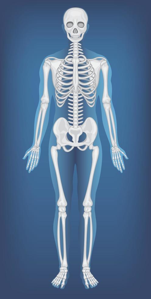 Anatomical Structure Human Skeleton 7623026 Vector Art at Vecteezy Biology Diagrams