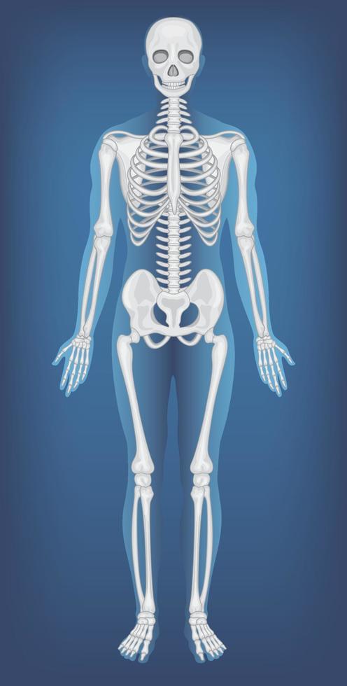 Human anatomical skeleton with label 1610487 Vector Art at Vecteezy