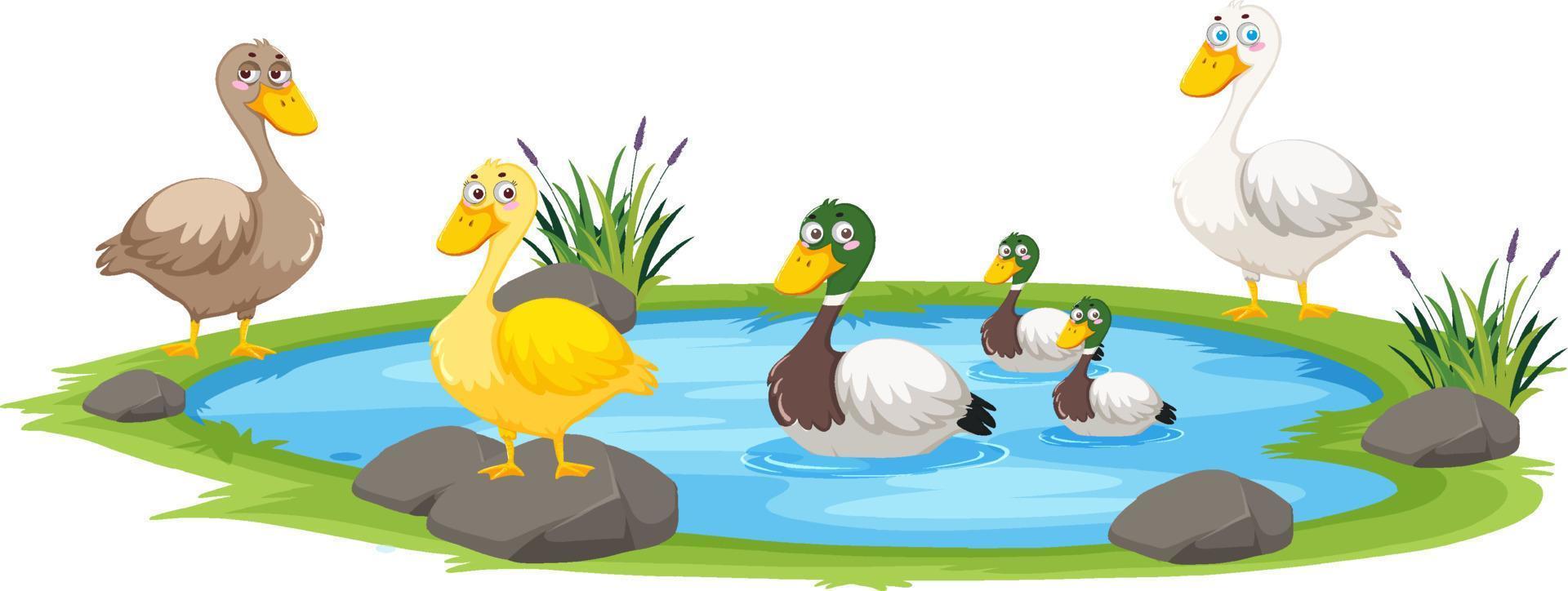 Duck in the pond on white background vector