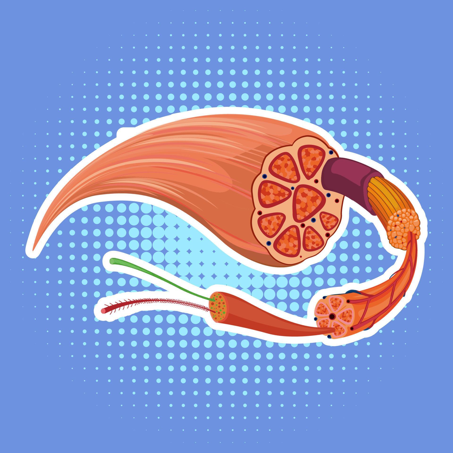 Human muscle anatomy structure 7623067 Vector Art at Vecteezy Biology Diagrams