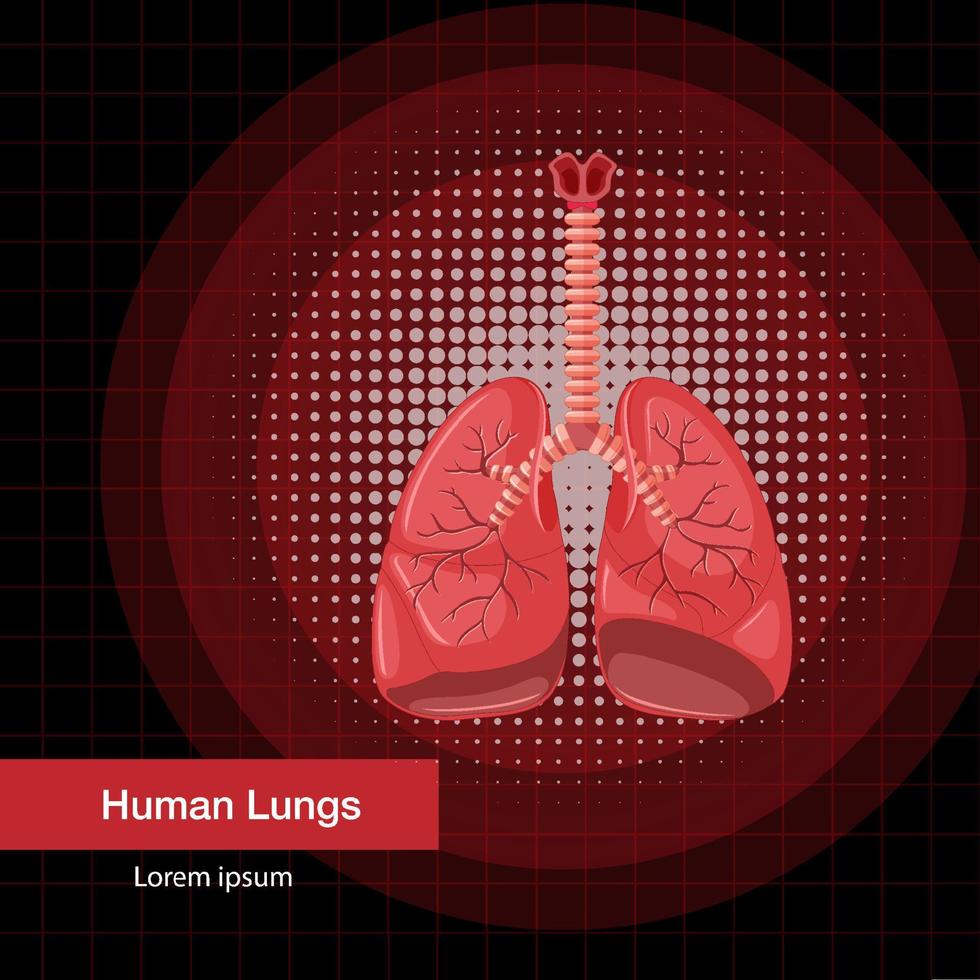 Human internal organ with lungs vector