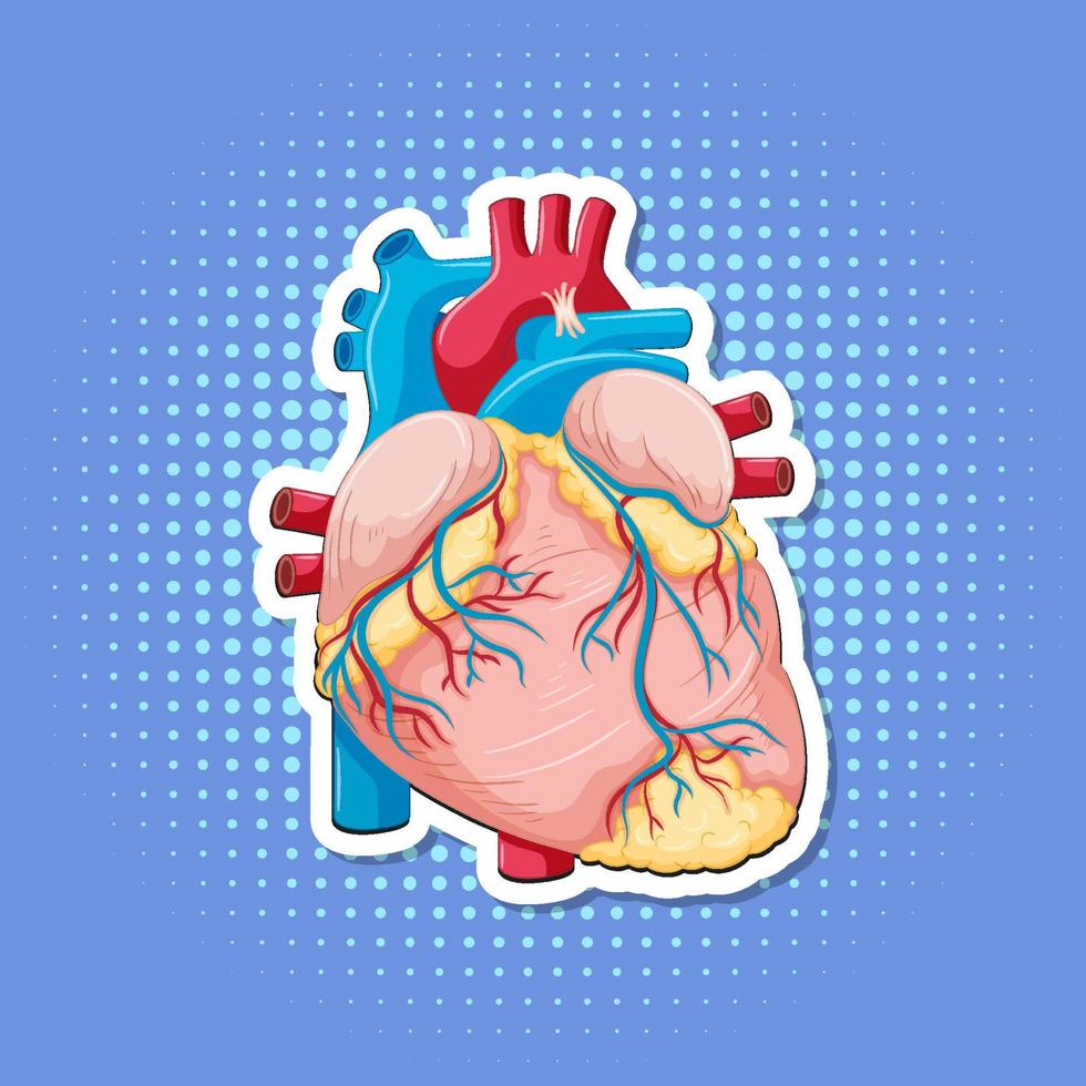 Human internal organ with heart vector