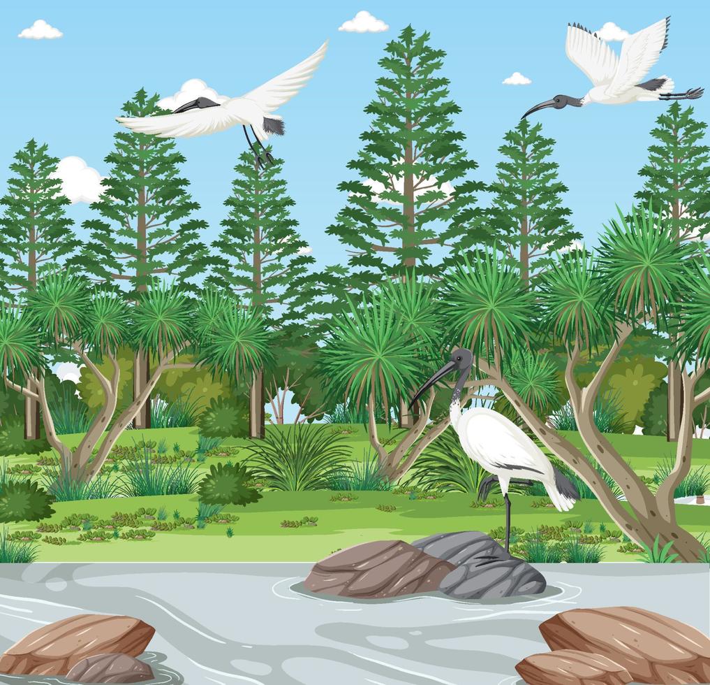 Australian white ibis in the forest vector