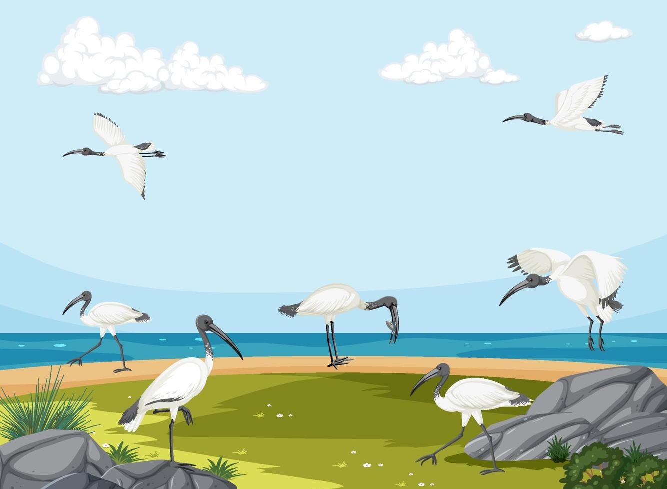 Australian white ibis group in wetland landscape vector