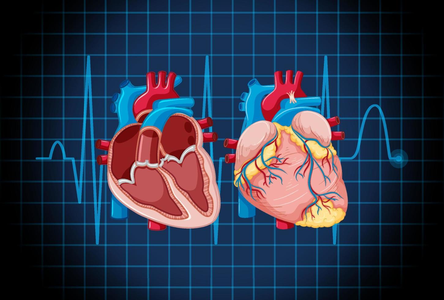 Human internal organ with heart vector