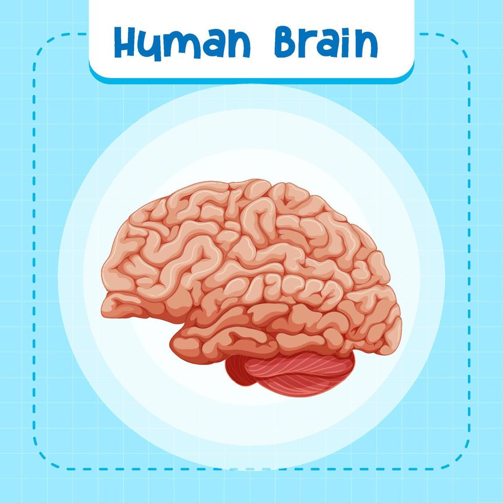 Human internal organ with brain vector