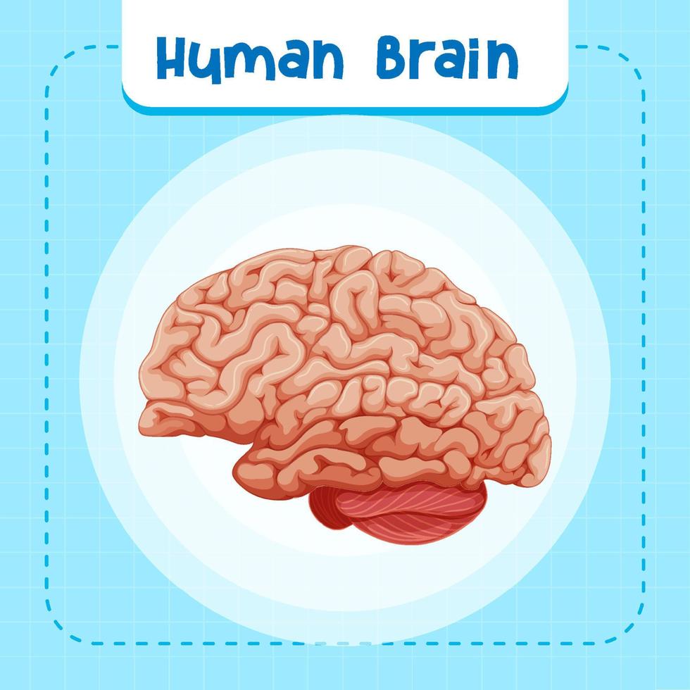 órgano interno humano con cerebro vector