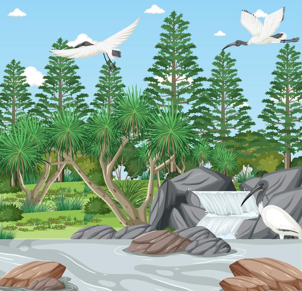 grupo de ibis blancos australianos en el bosque vector