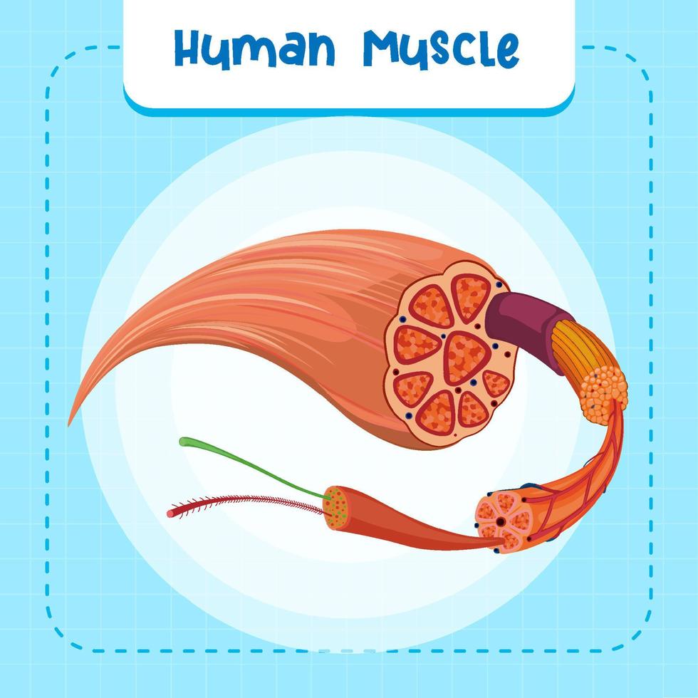 estructura de la anatomía del músculo humano vector