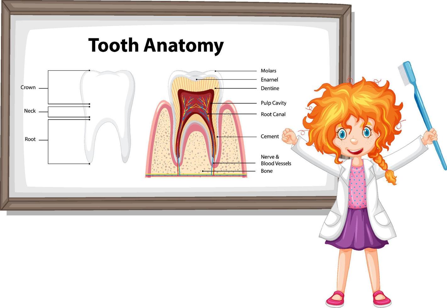 Infographic of human in dental science tooth anatomy vector